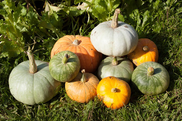 the harvest of pumpkin