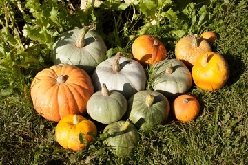 the harvest of pumpkin