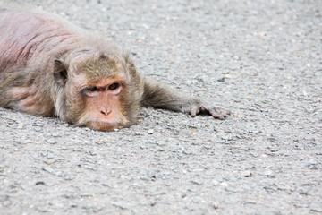 Old monkey sleeping on the ground
