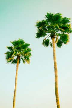 two palm tree