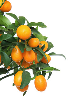 Kumquat