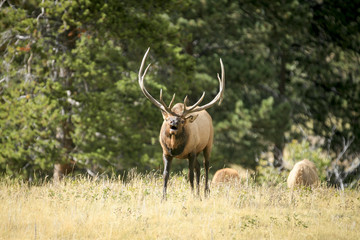 Naklejka na ściany i meble Large solitary bull elk (Cervus canadensis) bugling in a meadow