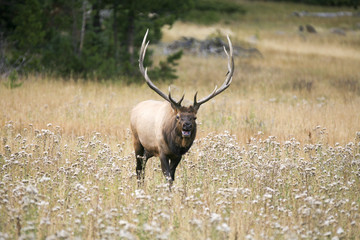 Naklejka na ściany i meble Large solitary bull elk (Cervus canadensis) bugling in a meadow