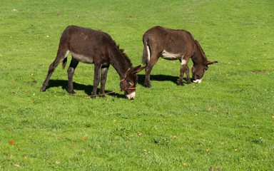 Burros Pastando en un Prado Verde - Asnos o burros pastando en el campo con hierba verde