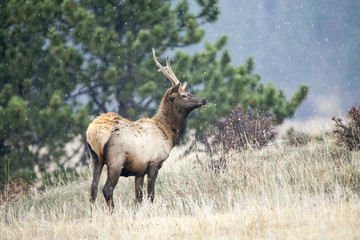 Young bull elk (Cervus canadensis) in a meadow on an overcast day in lght snow.