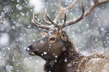 Portrait of a large bull elk (Cervus canadensis) in a snowstorm.