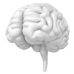Brain is a close-up isolated on white background