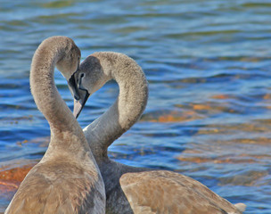 Two swans by the water