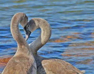 Foto op Plexiglas Zwaan Two swans by the water