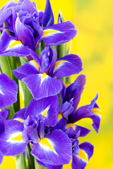 Obraz na płótnie Canvas Purple iris flower on the yellow background.