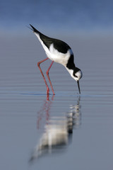Primer plano de una elegante ave acuática (tero real, Himantopus melanurus) en una laguna 