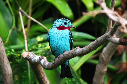 spangled cotinga blue bird Cotinga cayana
