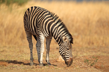 A plains (Burchells) Zebra (Equus burchelli) in natural habitat, South Africa.