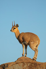 A small klipspringer antelope (Oreotragus oreotragus) on a rock, Kruger National Park, South Africa.