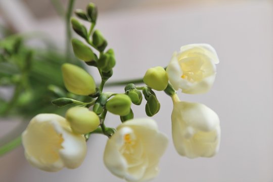 White freesia isolated on white background