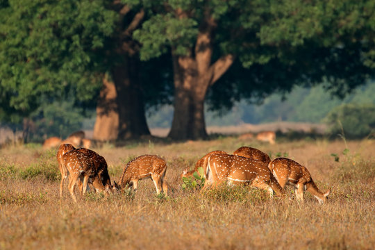Fototapeta Group of spotted deer or chital (Axis axis) in natural habitat, Kanha National Park, India.