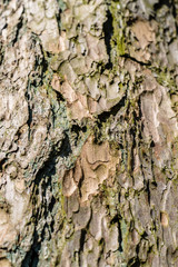 Close-up view of highly detailed tree bark
