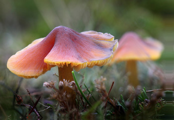 A pair of mushrooms on a forest floor