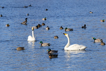 Waterfowl on the lake