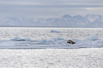 Walrus resting on drifting icefloes, Svalbard, Arctic. © Johannes Jensås
