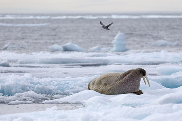 Walrus resting on drifting icefloes, Svalbard, Arctic. © Johannes Jensås