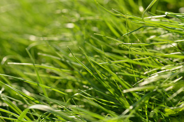 Blades of grass in natural light