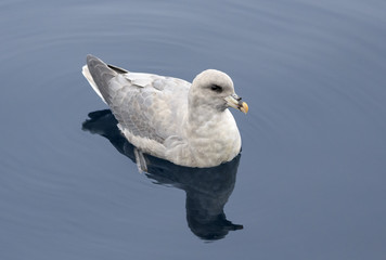 Arctic fulmar swimming, Svalbard, Arctic. 