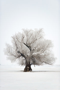 Fototapeta Tree in a winter time