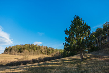 Landschaft im Frühjahr