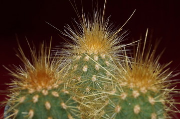 Background of cactus with thorns
