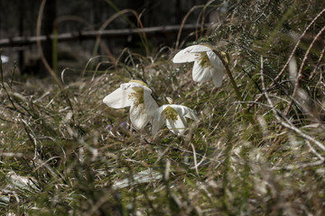 Schneerosen Frühlingsblumen im Wald