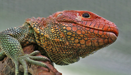 Close up of a lizard