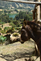 Thoughts of a donkey in Wonchi lake