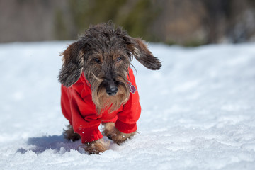 Cane bassotto sulla neve