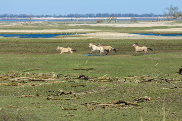 Konik horses in the Oostvaardersplassen, Flevoland, the Netherlands © andrewbalcombe