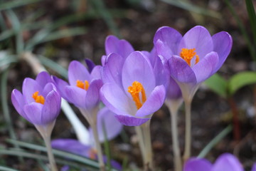 Crocus violet
