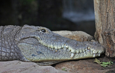 Close up of a crocodile