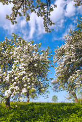 Garden of blossom apple