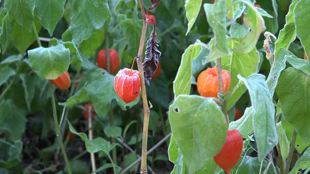 Orange husk tomato plants covered with rime frost. Static closeup shot.
