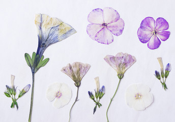Pressed flowers. Floral background with dry pressed Phlox flowers, herbarium. - 106506650