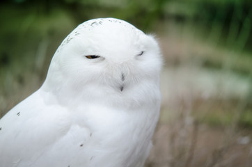 Schnee-Eule