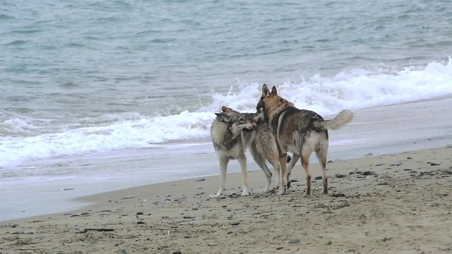 rallenty di due lupi che lottano sulla spiaggia con pumeggante mare sullo sfondo