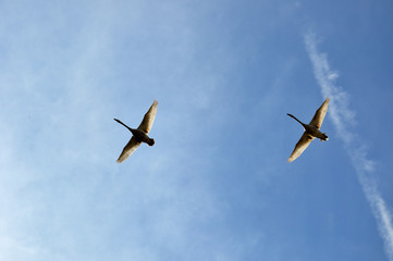 flying goose pair
