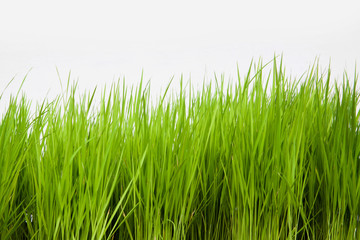 Fototapeta premium Bliska, izolat zielony kolor ryżu na białym tle.