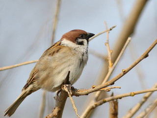 tree sparrow on branch, passer montanus