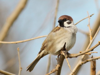 tree sparrow on branch, passer montanus