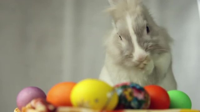 Easter Bunny with Easter eggs, the feast of the passove, Bunny washes
