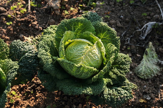 Verza verde
