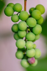 Branch of green grapes