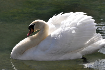 swan in spring